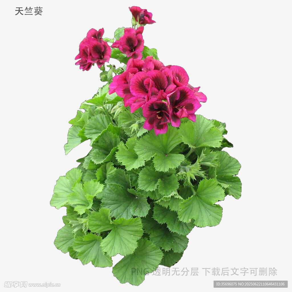 艷麗天竺葵盆栽花卉
