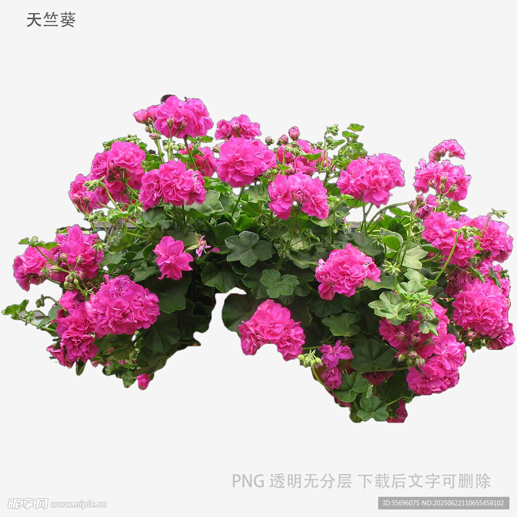 盛開的粉色繁茂花卉