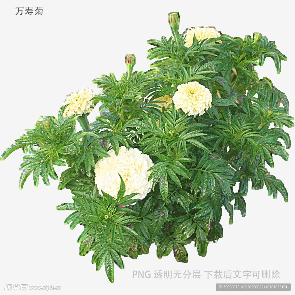 白色牡丹花植株