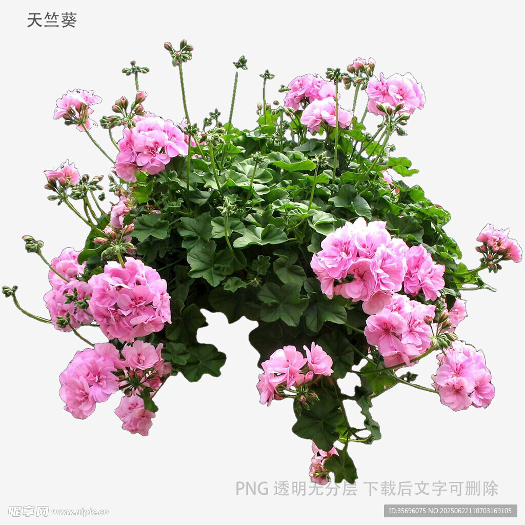 粉色天竺葵盆栽花卉