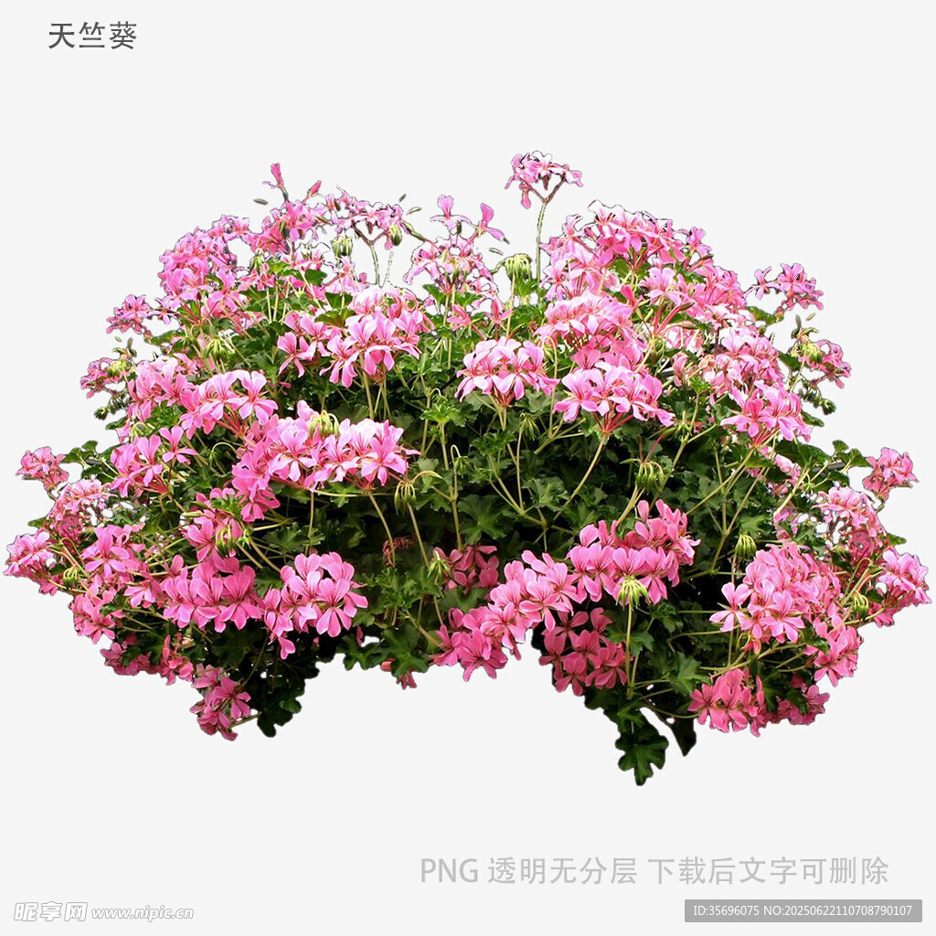 粉色繁茂三角梅盆栽