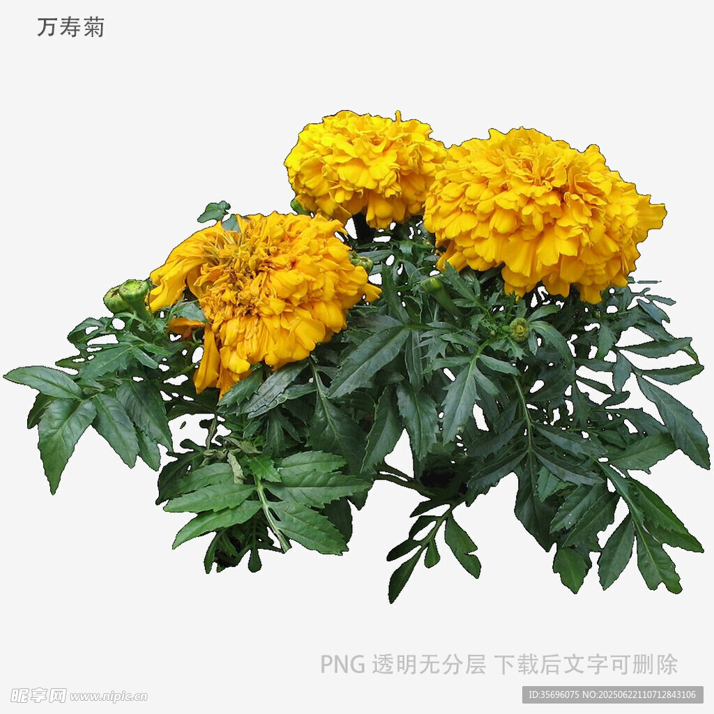 鮮艷黃色萬壽菊綻放