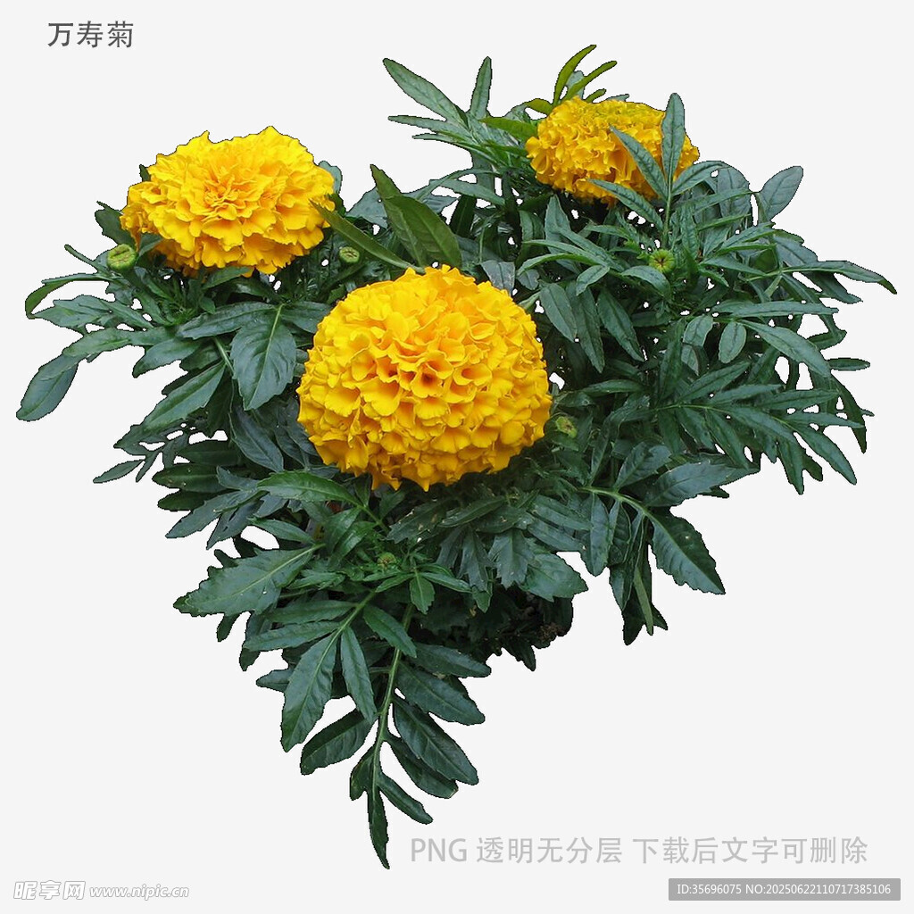 鮮艷黃色萬(wàn)壽菊盆栽花卉