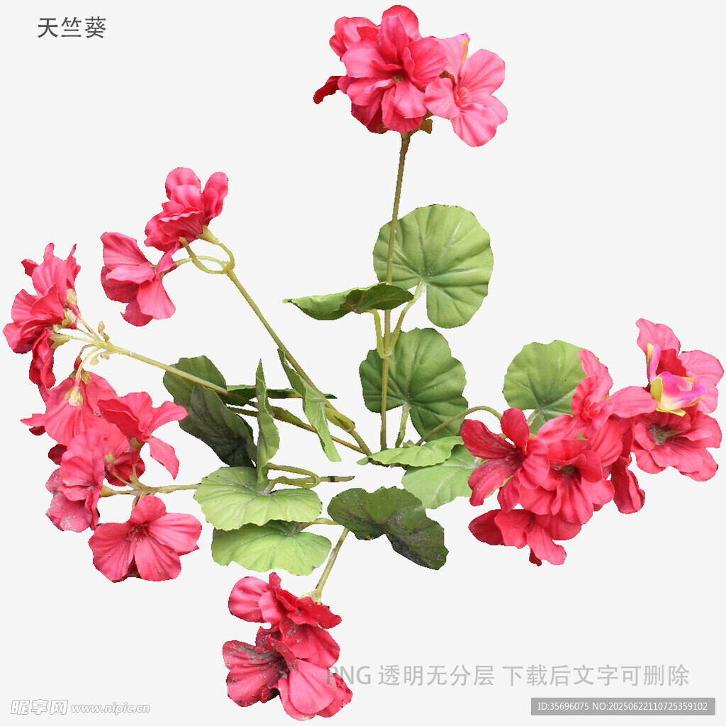 嬌艷天竺葵綻放美麗