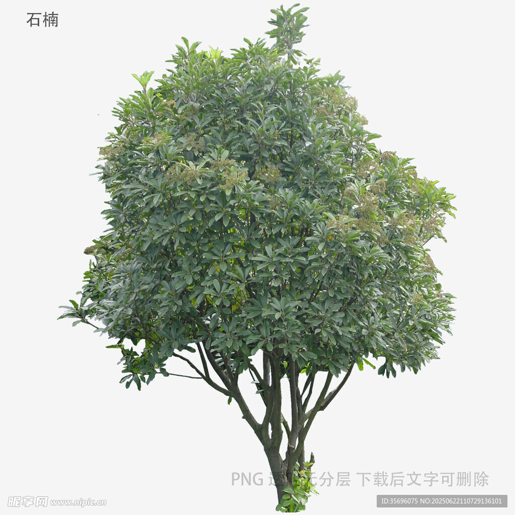 單棵綠樹特寫