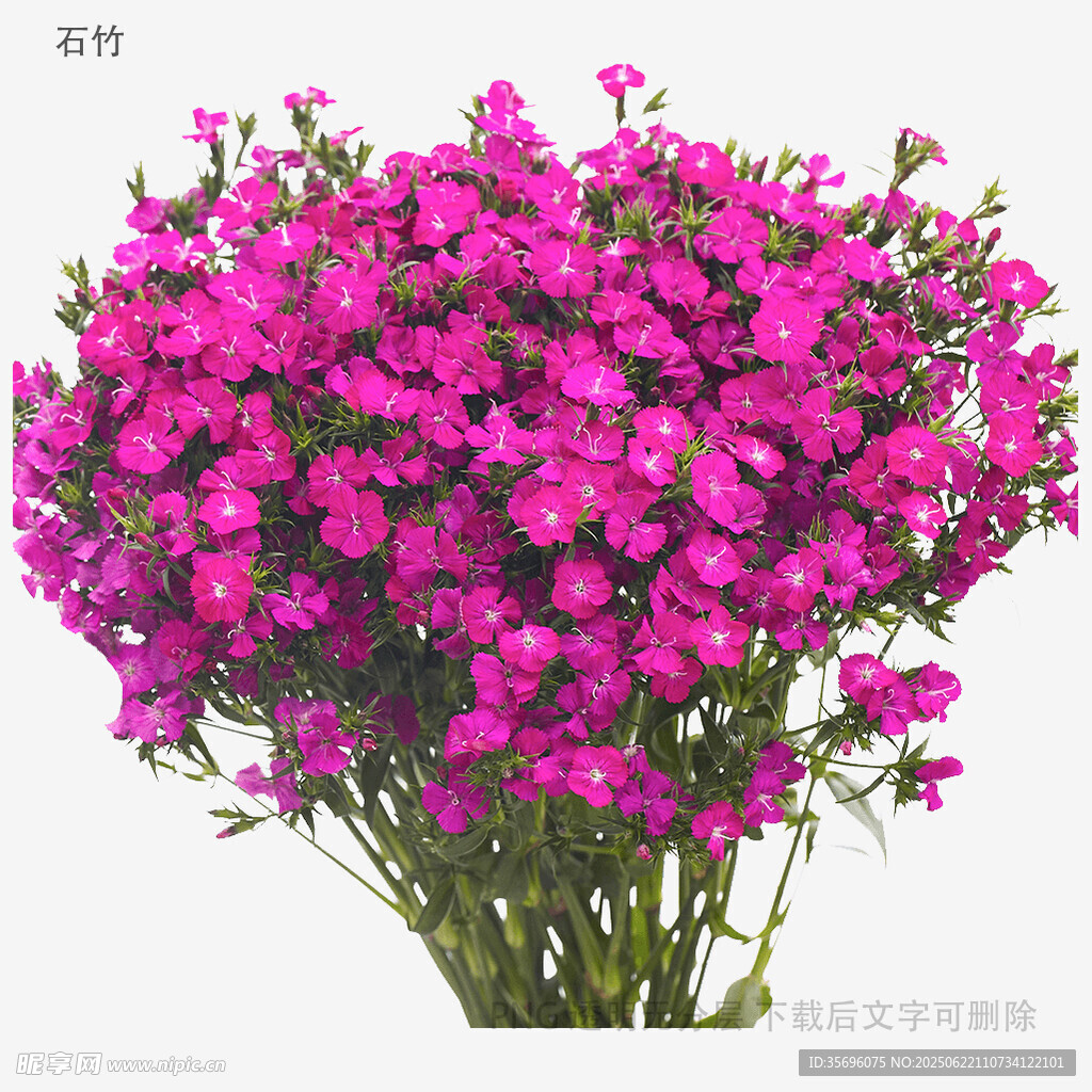 一束艷麗的紫色滿天星