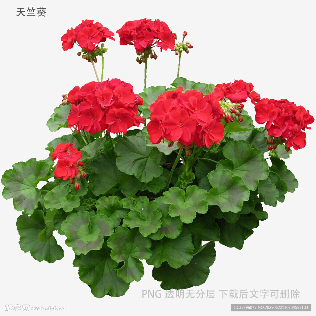鮮艷天竺葵綻放綠葉間