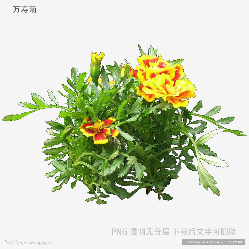 鮮艷萬壽菊盆栽花卉