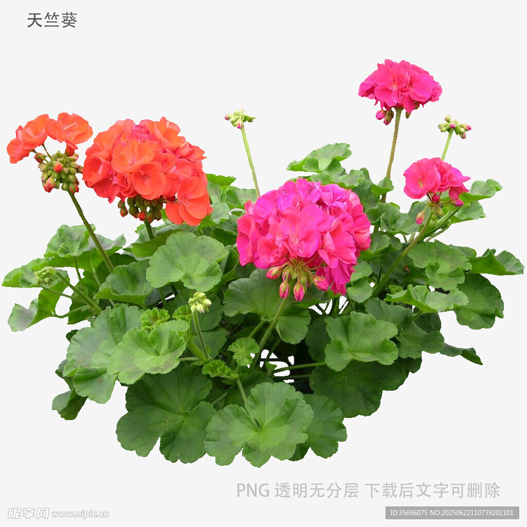 鮮艷天竺葵盆栽