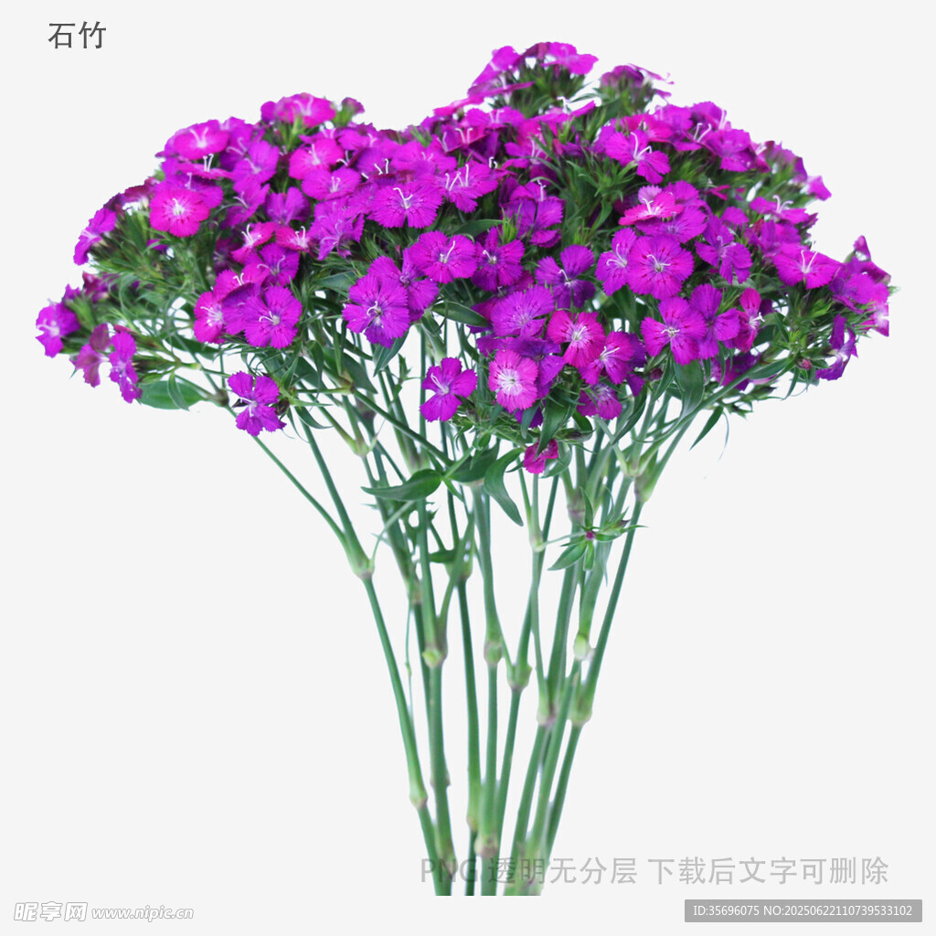 紫色花束特寫(xiě)