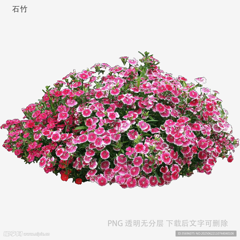 粉色繁花簇擁的美麗花卉