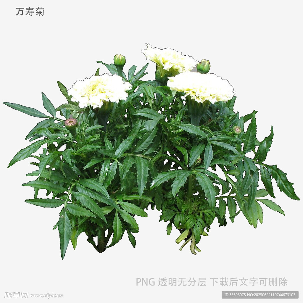 白色花朵綠植盆栽