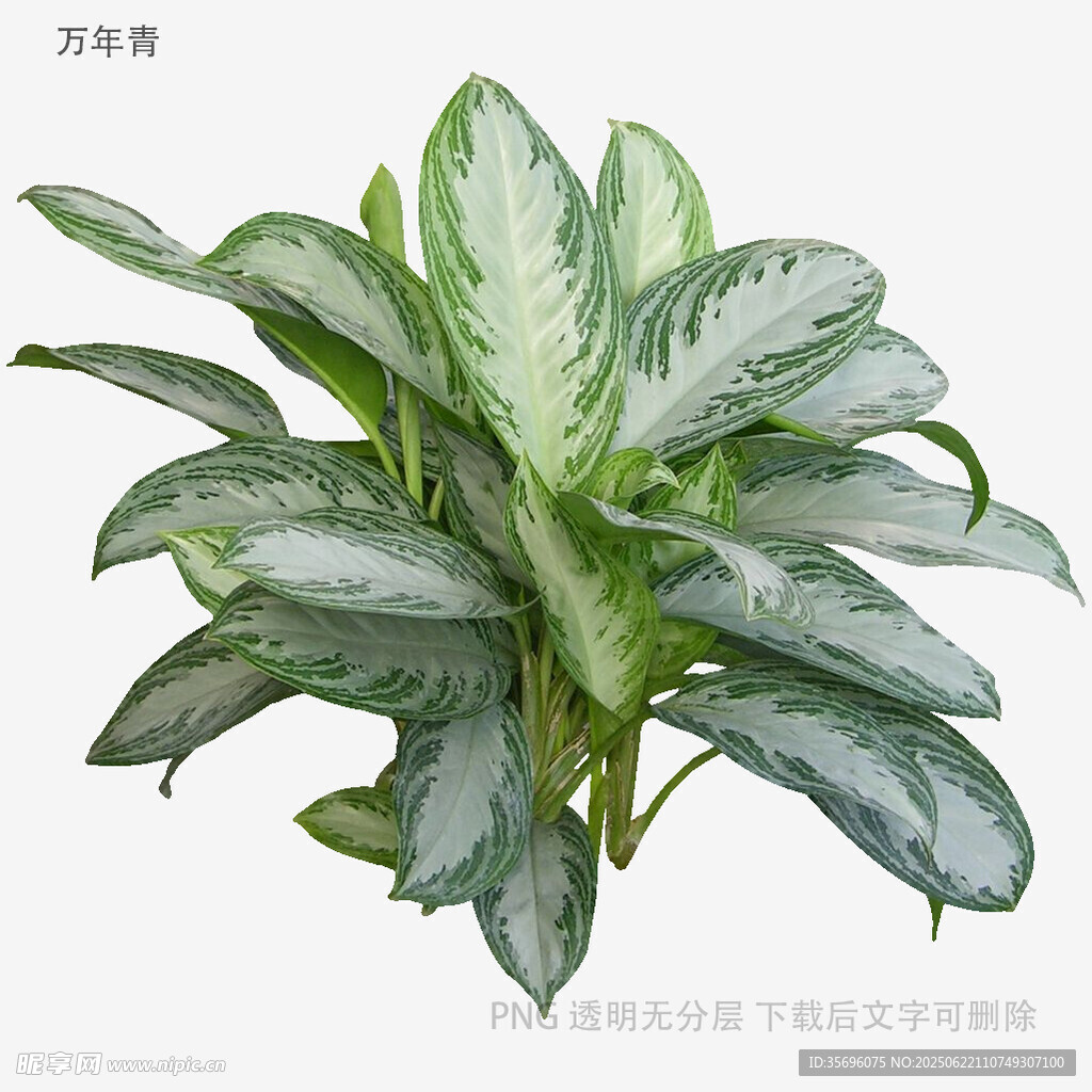 銀斑葛綠植特寫
