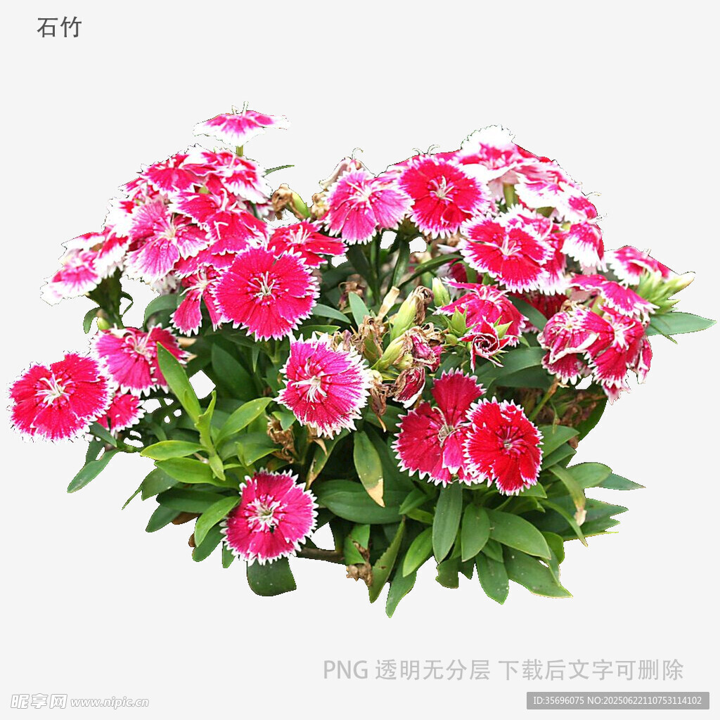 粉色長春花盆栽