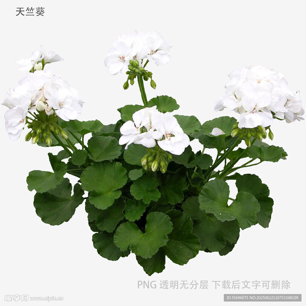 白色天竺葵盆栽花卉