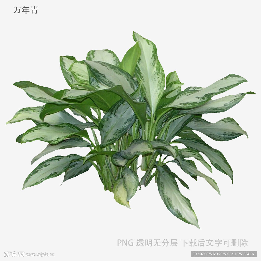 翠綠繁茂的萬年青植物