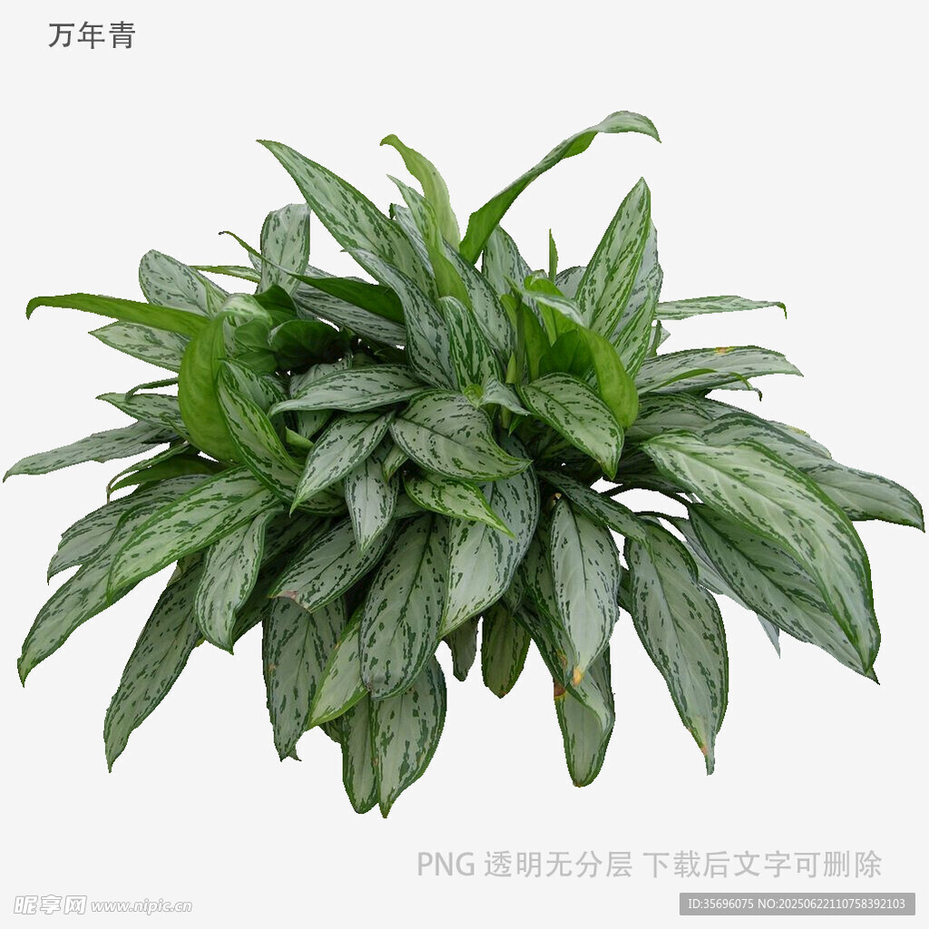 銀脈萬年青盆栽植物