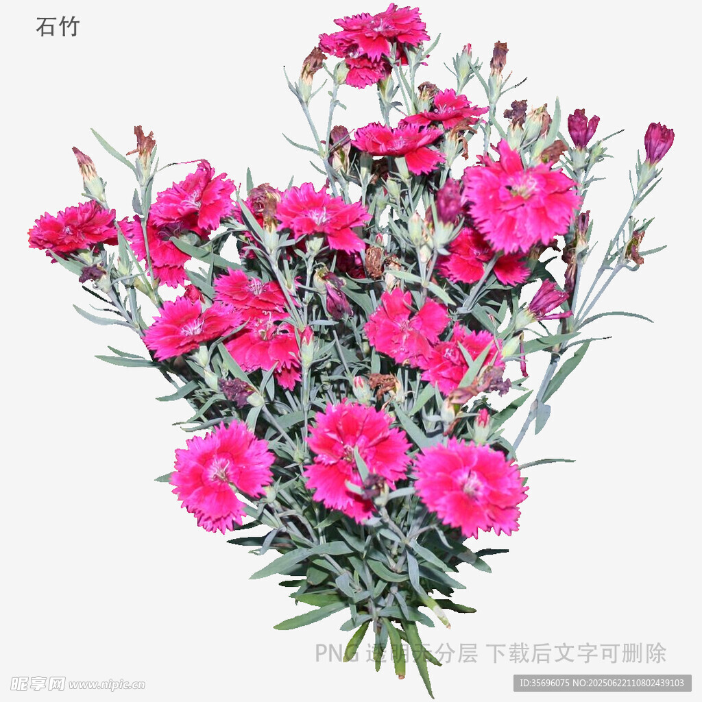 鮮艷粉色康乃馨花束
