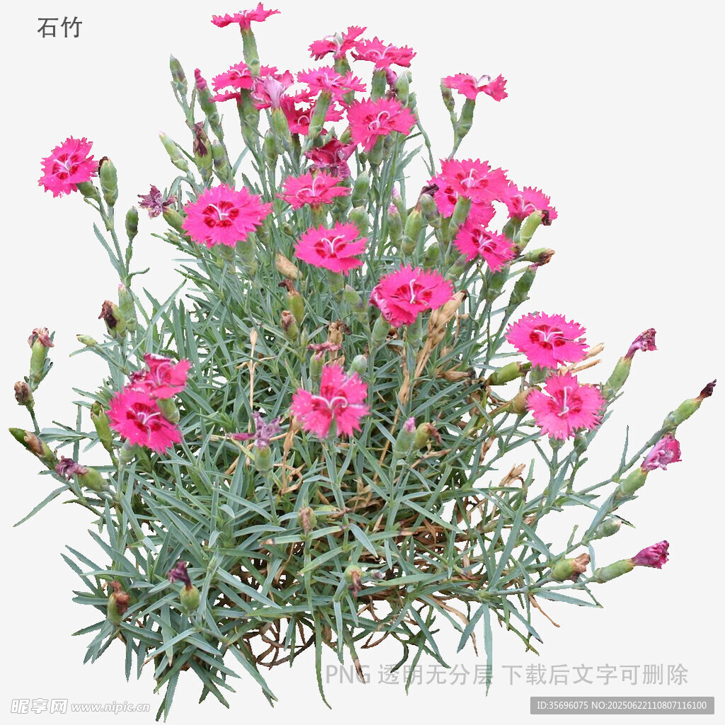 粉色石竹花綻放