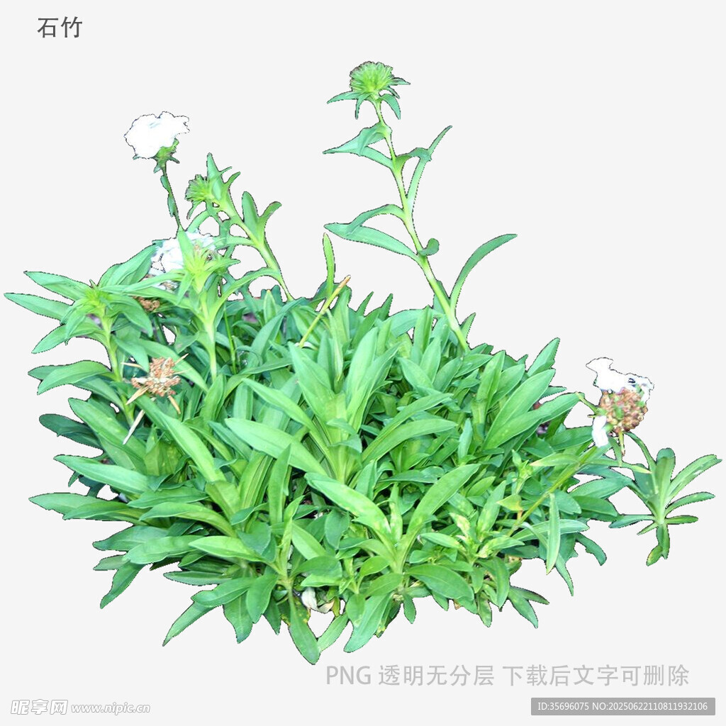 綠色繁茂植物特寫