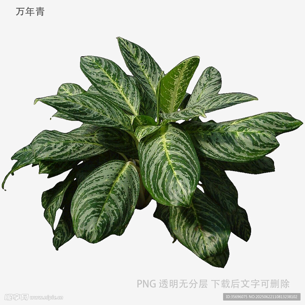 美麗斑紋綠植
