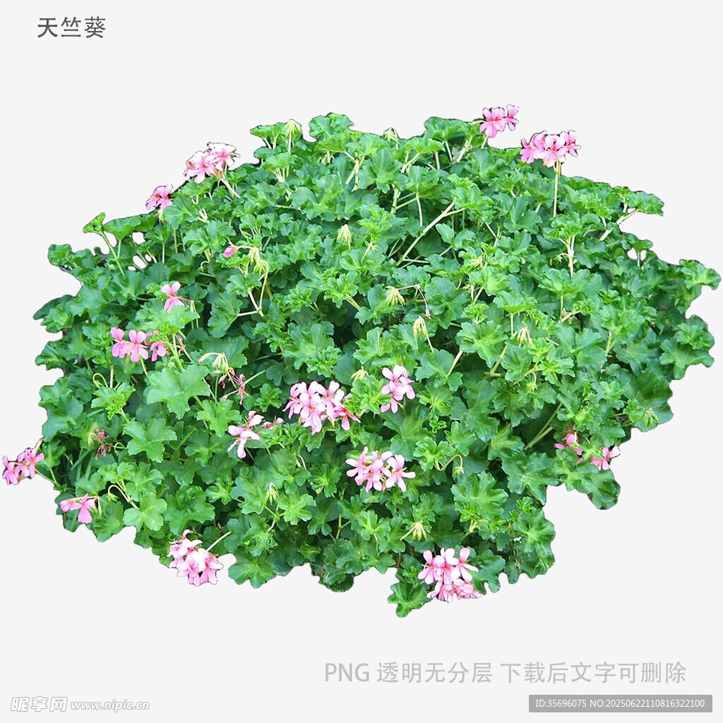 綠葉叢中綻放的粉色小花