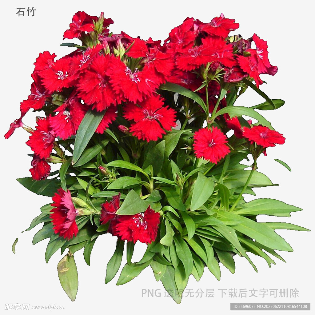 鮮艷紅花卉盆栽