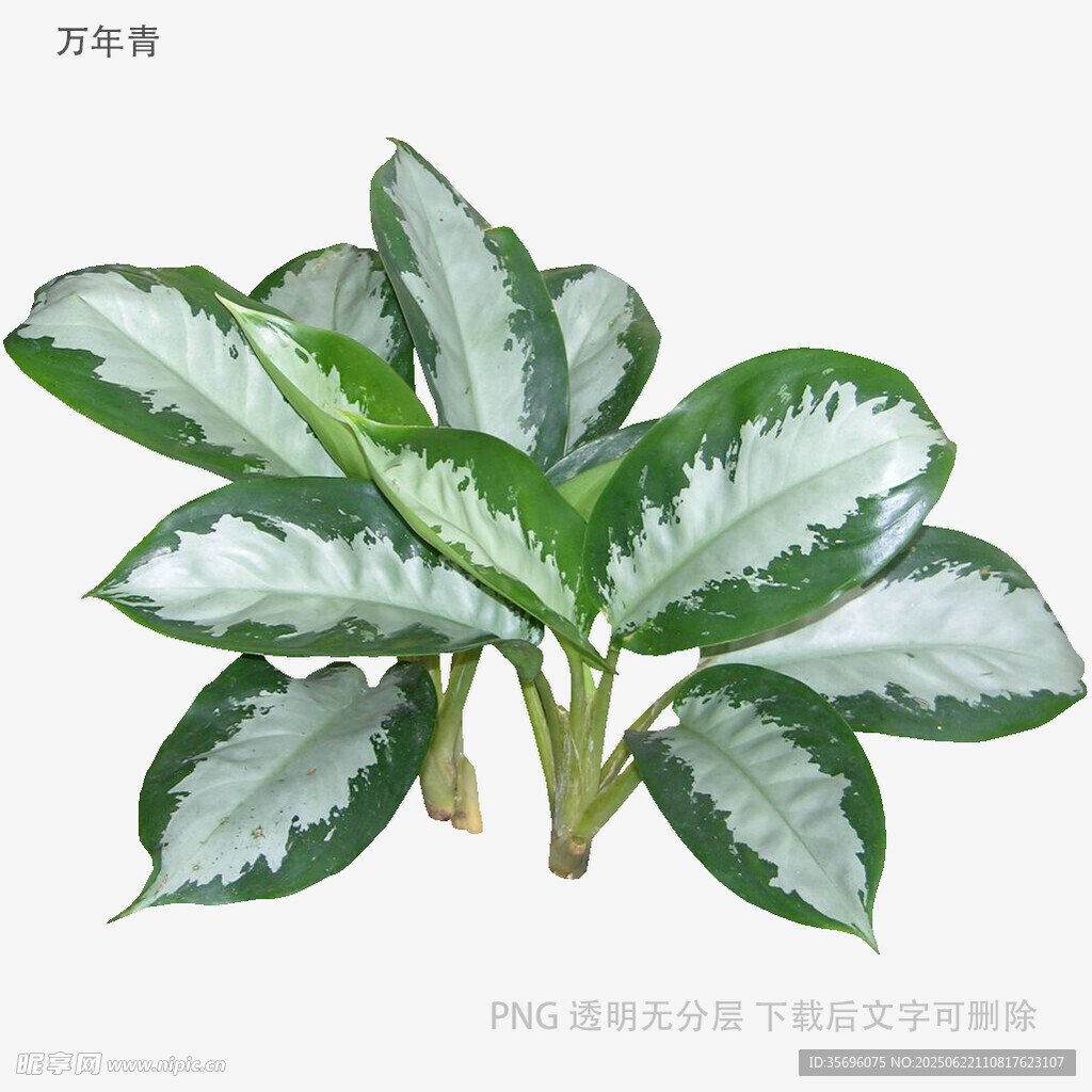 銀皇后萬年青植物插畫