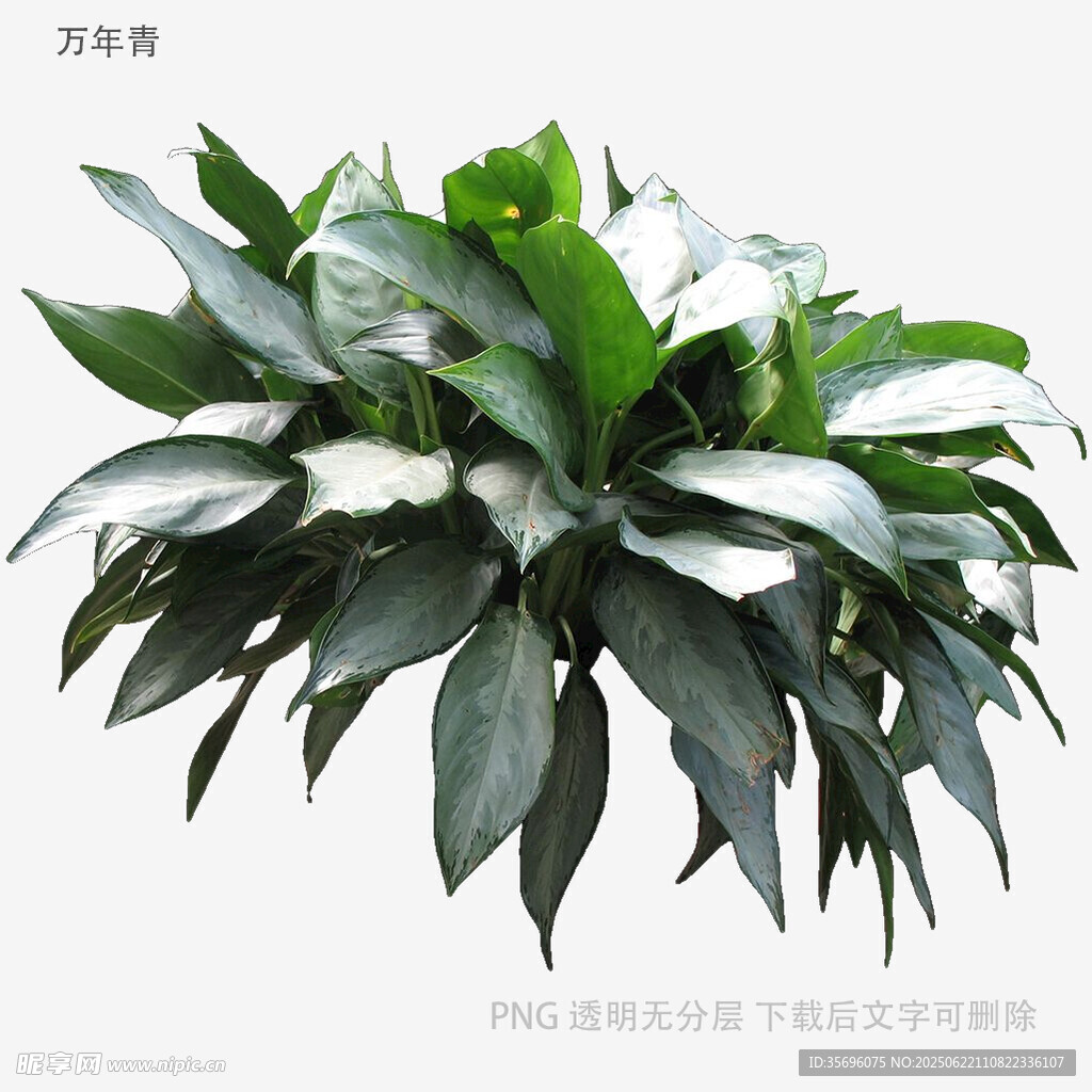 翠綠茂盛的萬年青植物