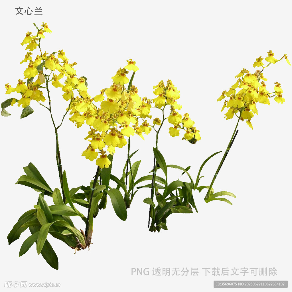 黃色小花植物特寫