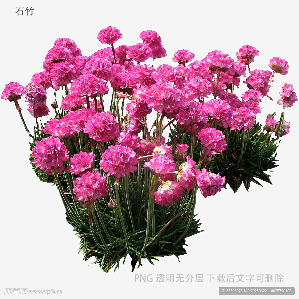 粉色石竹花束
