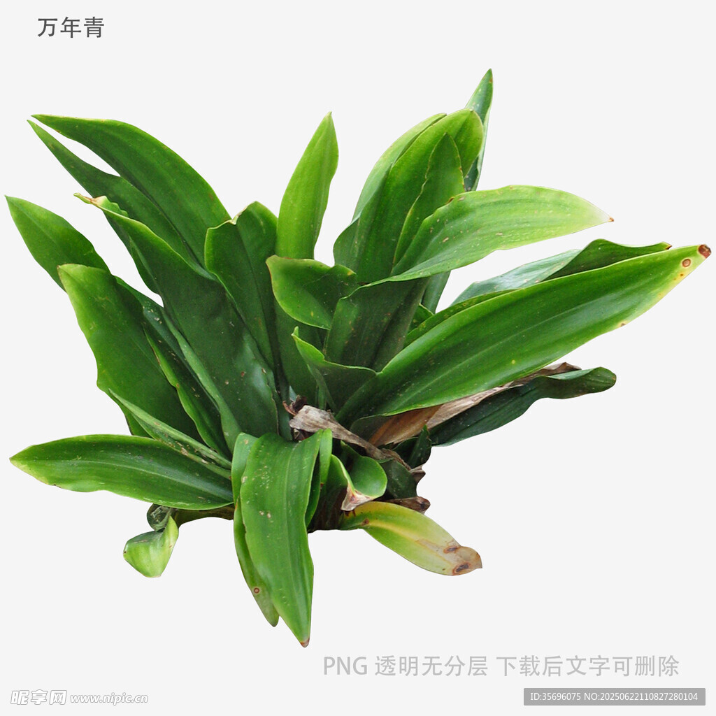 翠綠龍血蘭盆栽植物