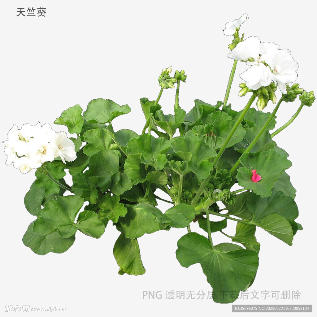 白色花朵綠植特寫