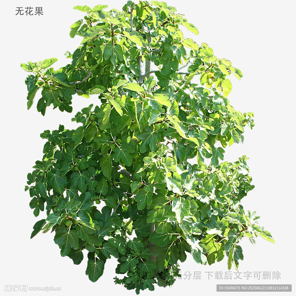 茂盛綠樹特寫