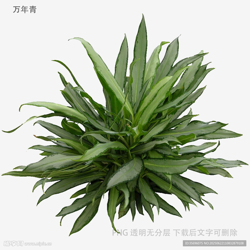 翠綠龍血樹盆栽