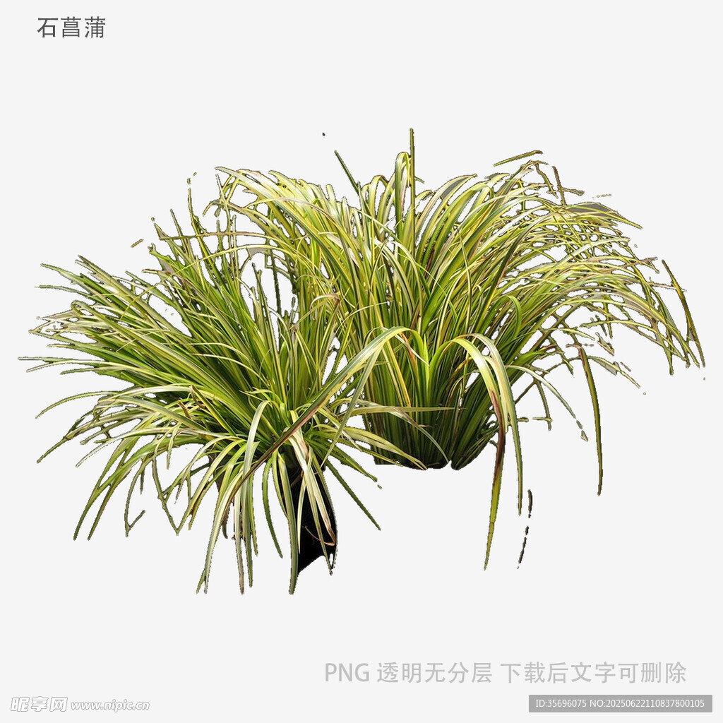 垂盆草綠植特寫(xiě)
