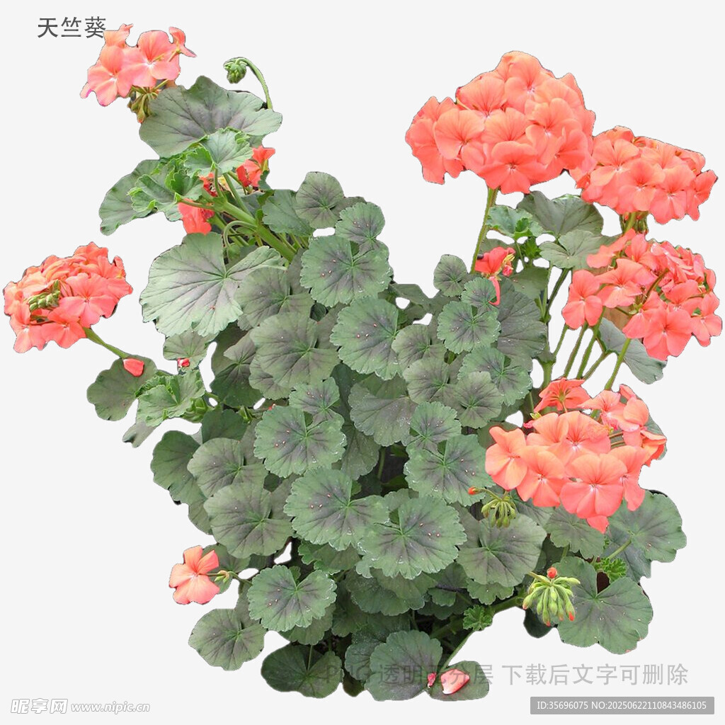 嬌艷天竺葵綻放美麗