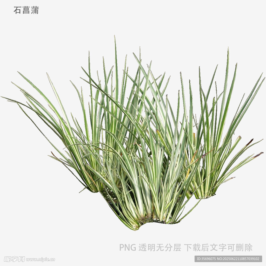 翠綠叢生草植物3D模型
