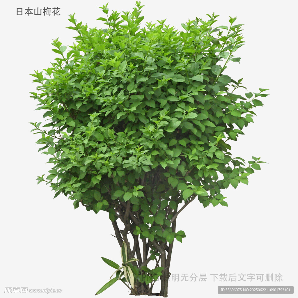 翠綠灌木盆栽