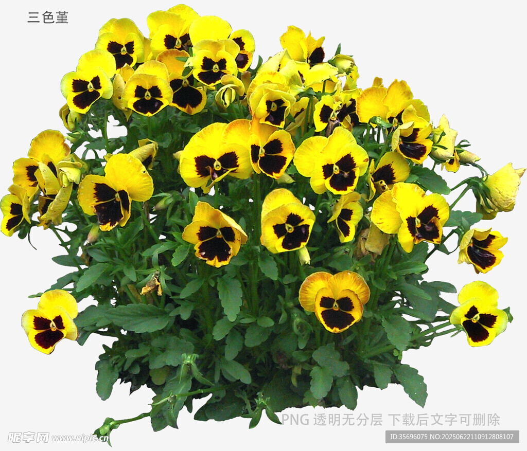 黃色三色堇花卉特寫
