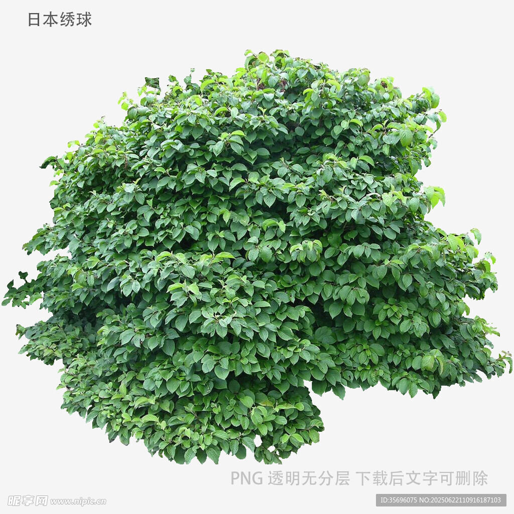 茂盛綠植灌木