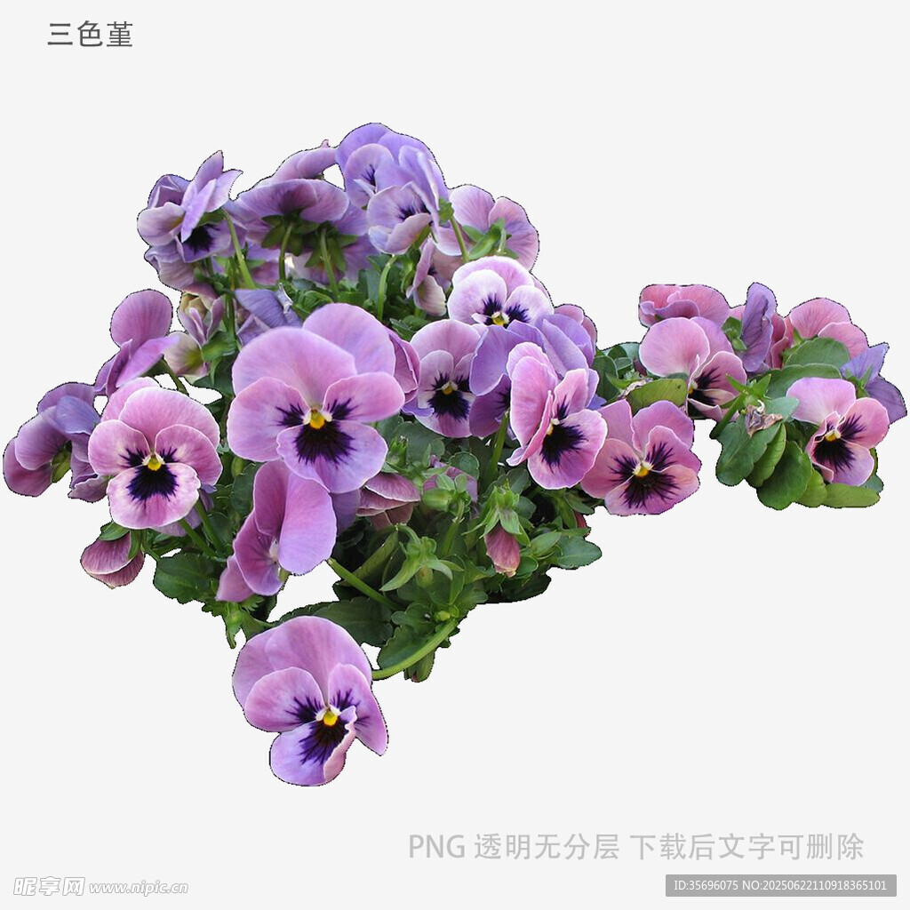 紫色三色堇花卉特寫