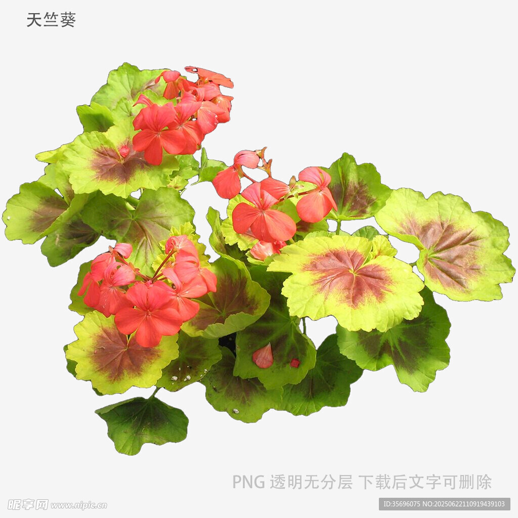 多彩天竺葵綻放