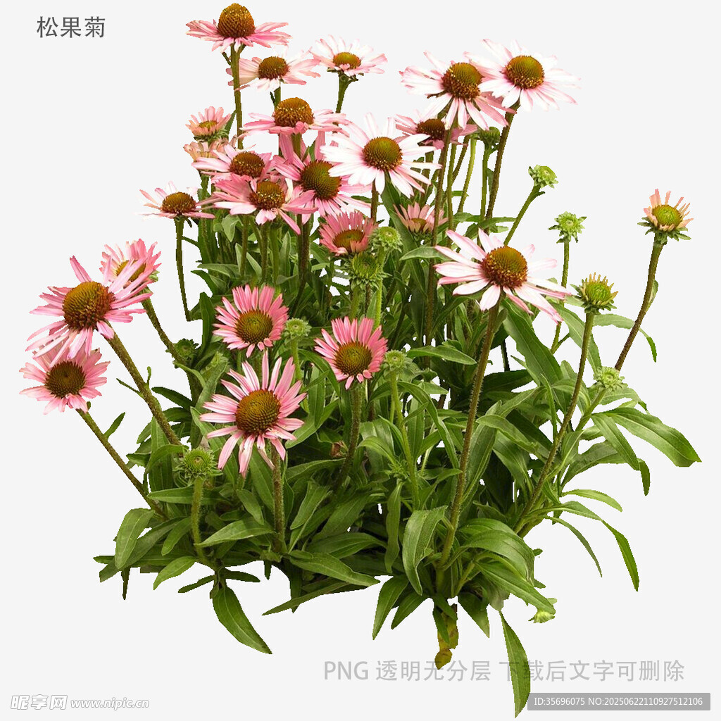 粉色松果菊盆栽花卉