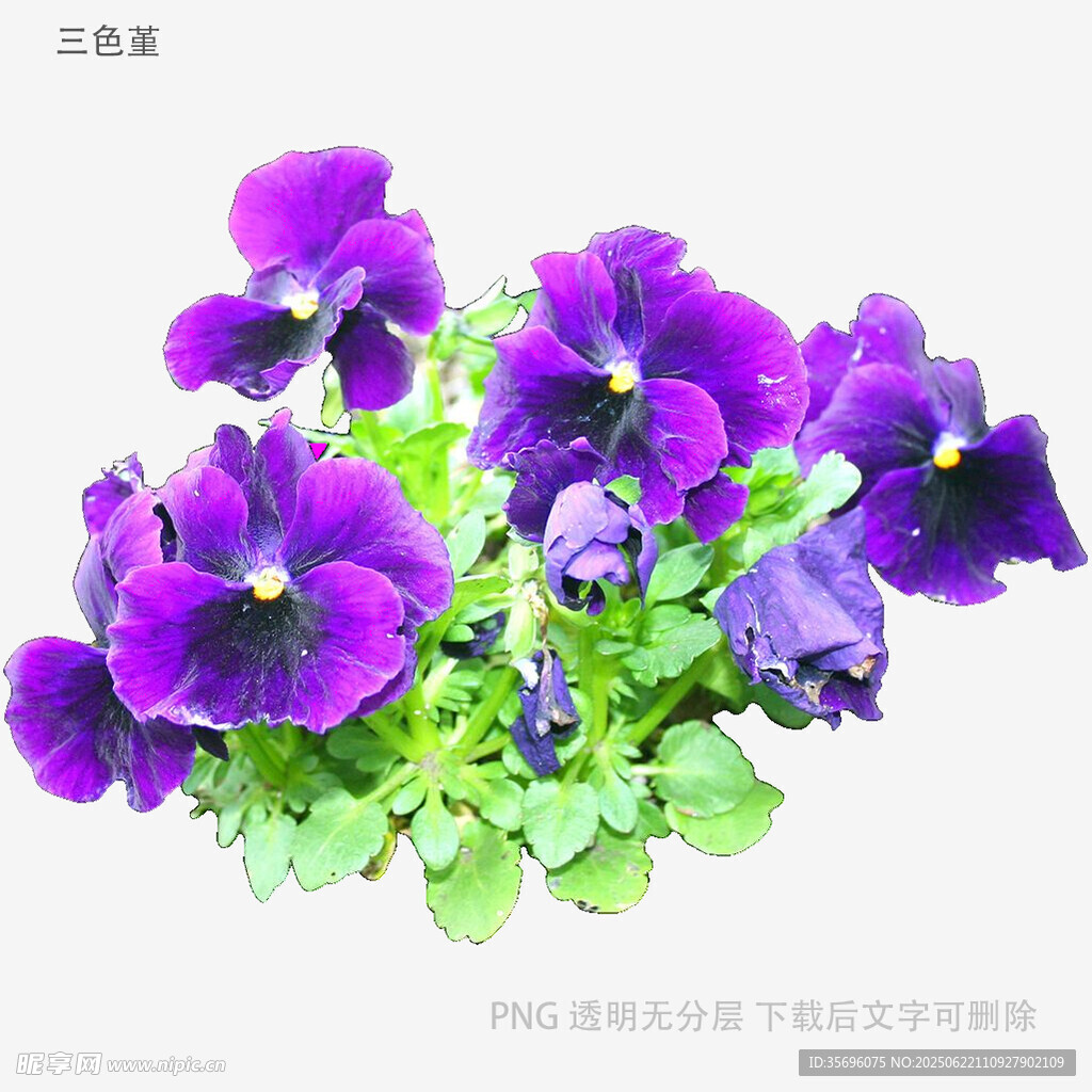 紫色三色堇花卉特寫