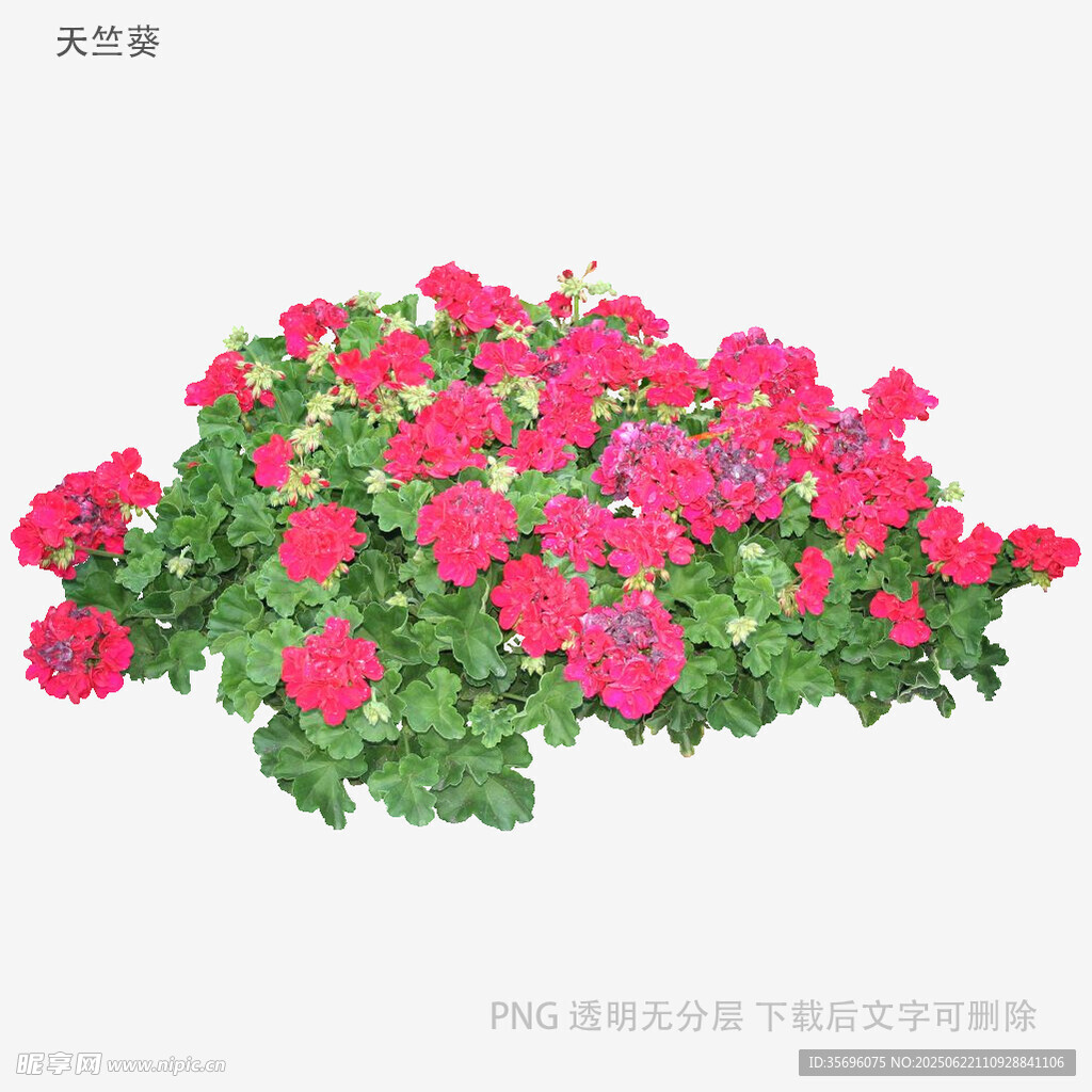 鮮艷天竺葵花卉插畫