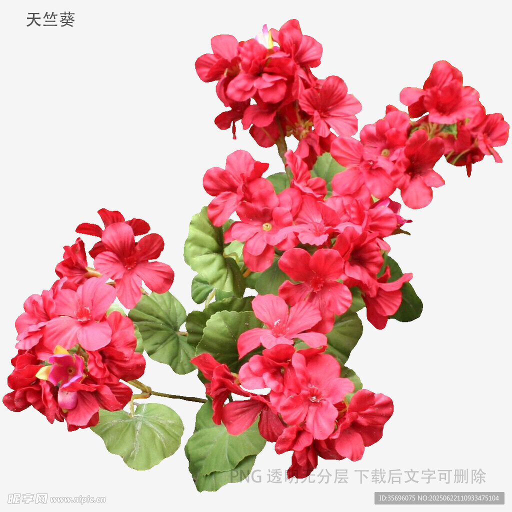 鮮艷天竺葵花朵特寫