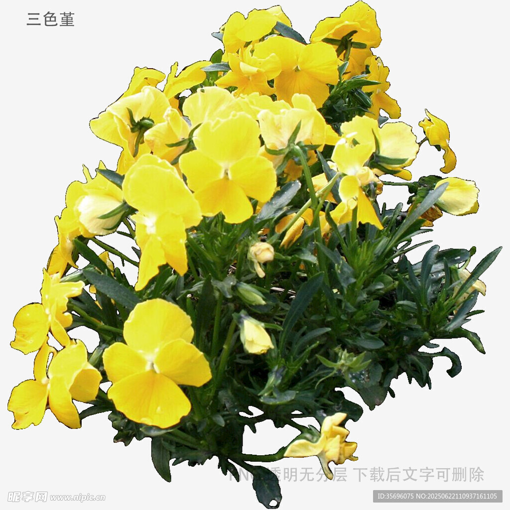 黃色三色堇花卉特寫