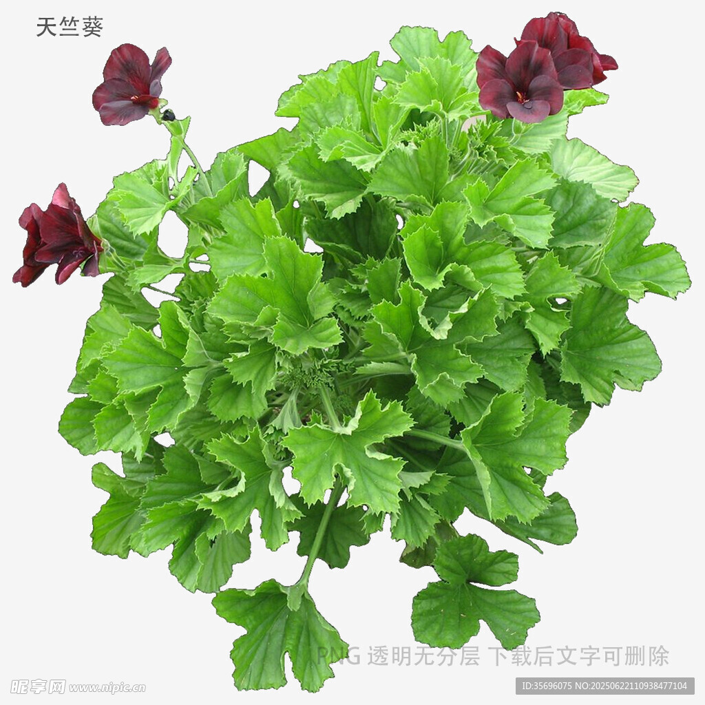 綠葉紅瓣天竺葵盆栽