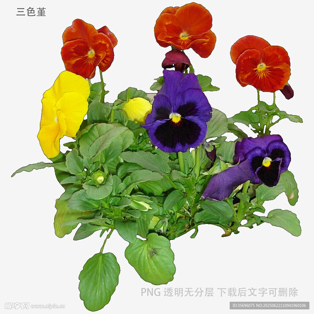 三色堇盆栽花卉展示